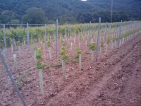 handy bilder googlefon 394 : handy bilder googlefon